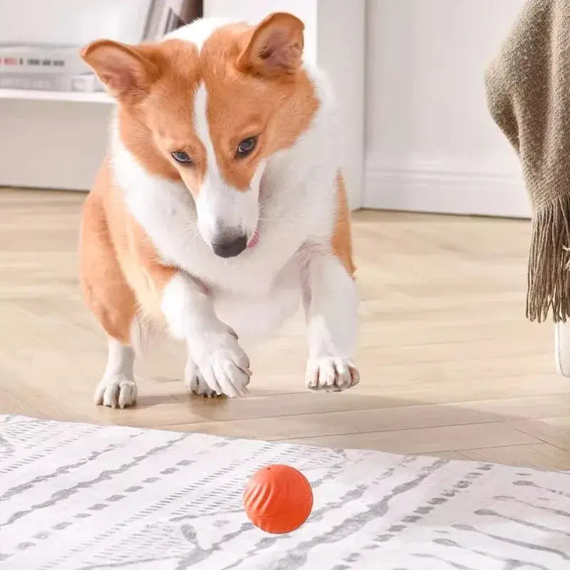 Interactive Dog Ball Toy – USB Rechargeable Moving Toy