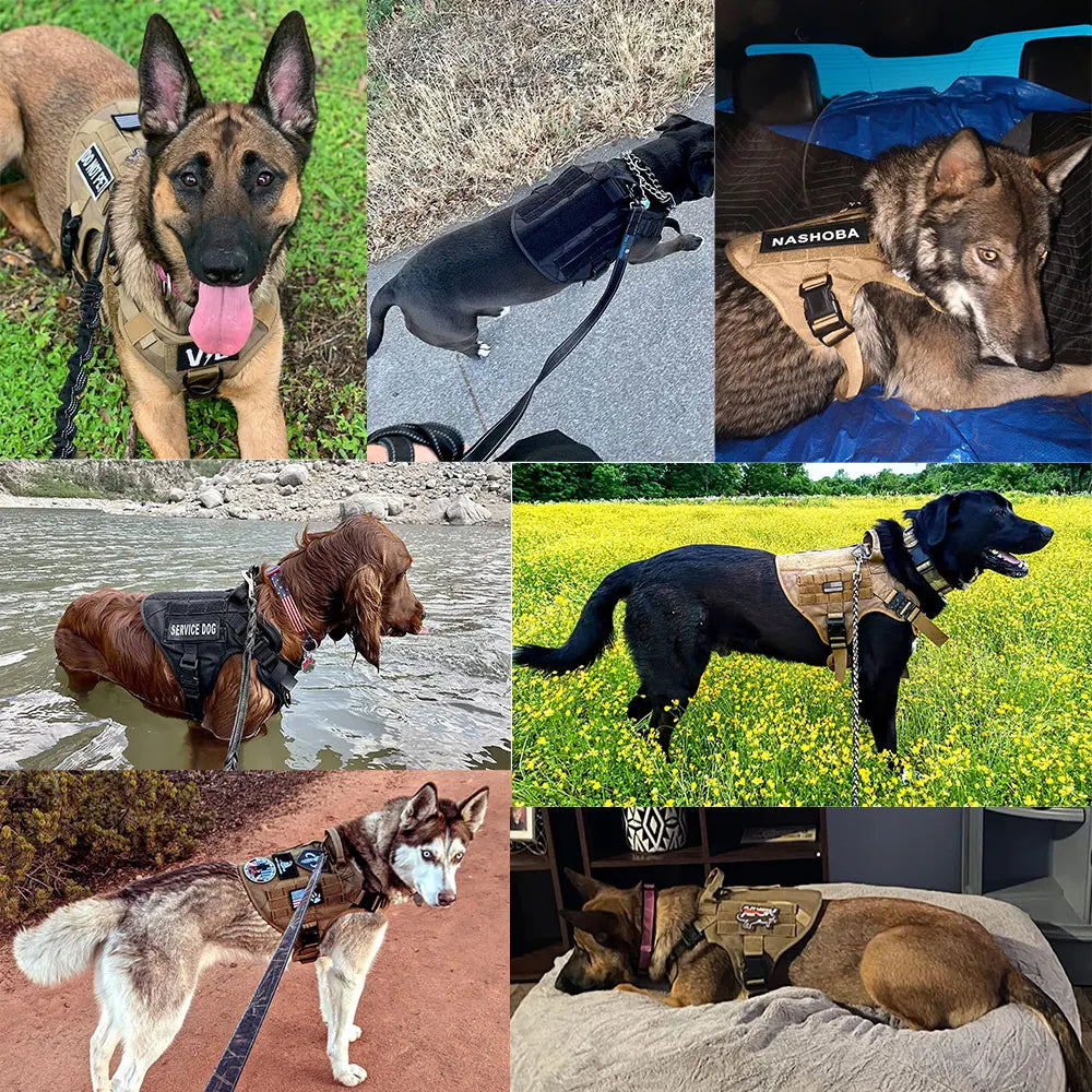 Training Harness for Small to Extra Large Dogs